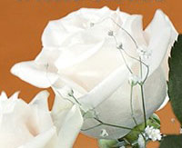 Beyaz Güllerin Anlamı, Manası