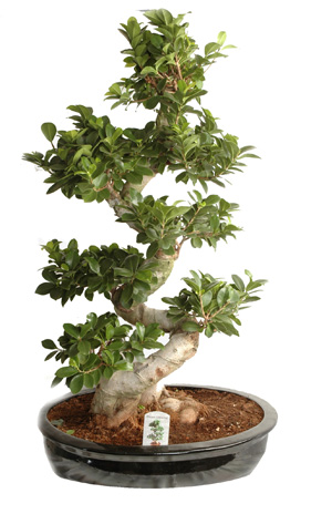 Bonsai