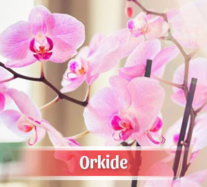 İzmir Çiçekçi Orkide Siparişi