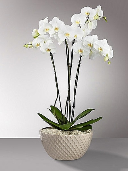 4 Dallı Beyaz Orkide