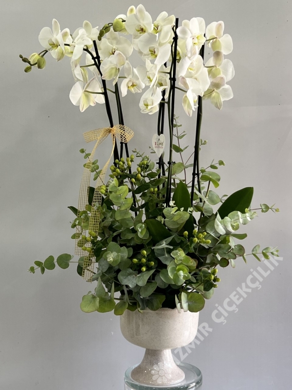 5 Dal Beyaz Orkide Aranjmanı