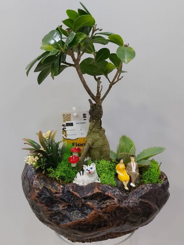 Bonsai Saksı Çiçeği