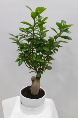 Bonsai Çiçeği