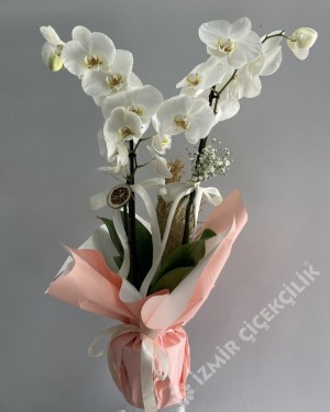 2 Dallı Beyaz Orkide Pembe Ambalajlı