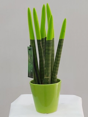 Yeşil Sansevieria (Sanseverya)